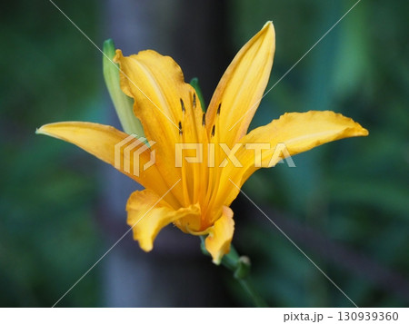 ノカンゾウ ノカンゾウ 130939360