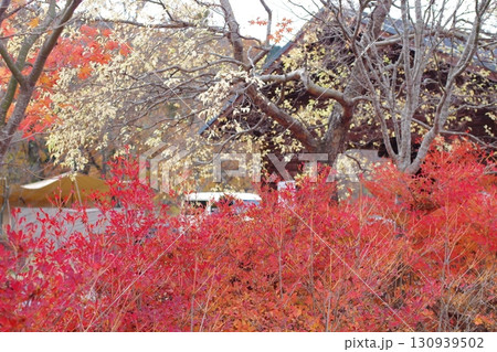 深入山の紅葉の景色 深入山の紅葉の景色 130939502