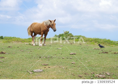 隠岐国賀海岸放牧馬とカラスの対話 隠岐国賀海岸放牧馬とカラスの対話 130939524