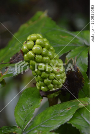マムシグサの果実（富士山 北嶺／山梨県富士吉田市） 130939592