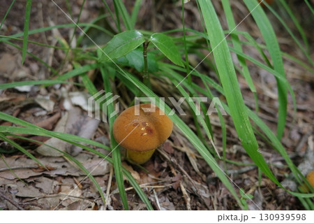 食用として知られる、鮮やかなオレンジ色のコガネヤマドリ。森の中でひときわ目立つ存在です。 130939598