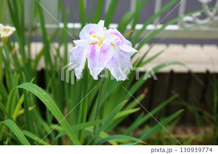 ハナショウブの花 ハナショウブの花 130939774