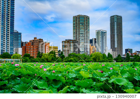 蓮（上野恩賜公園・不忍池） 130940007