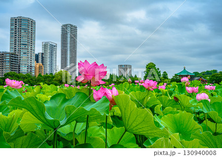 蓮（上野恩賜公園・不忍池） 130940008