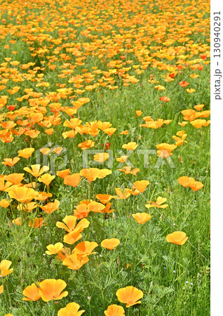 秩父散歩・長瀞花の里 ハナビシソウ園 秩父散歩・長瀞花の里 ハナビシソウ園 130940291
