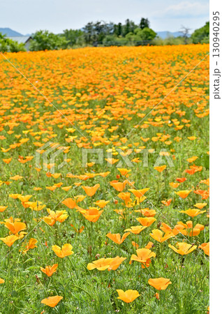 秩父散歩・長瀞花の里 　ハナビシソウ園 130940295