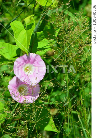 ヒルガオ(サルボ展望台 付近・釧路湿原/北海道川上郡標茶町塘路) ヒルガオ(サルボ展望台 付近・釧路湿原/北海道川上郡標茶町塘路) 130940336