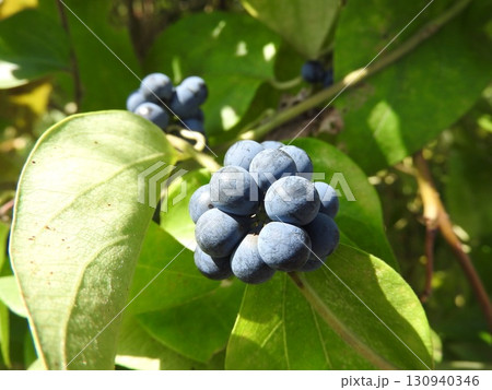 夏に実るつる性植物「アオツヅラフジ」の実 夏に実るつる性植物「アオツヅラフジ」の実 130940346