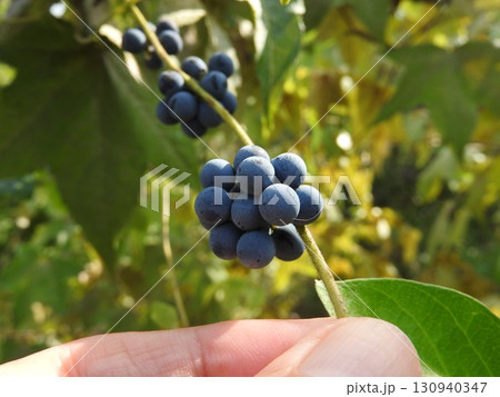 夏に実るつる性植物「アオツヅラフジ」の実 夏に実るつる性植物「アオツヅラフジ」の実 130940347