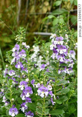 アンゲロニア　Angelonia 130940377