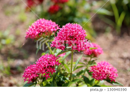 可愛い　ペンタスの花 130940390
