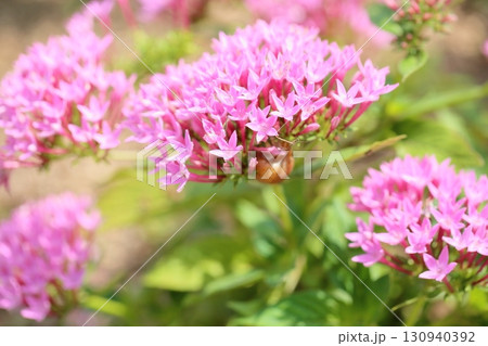 可愛い　ペンタスの花 130940392