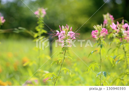 爽やか クレオメの花 爽やか クレオメの花 130940393