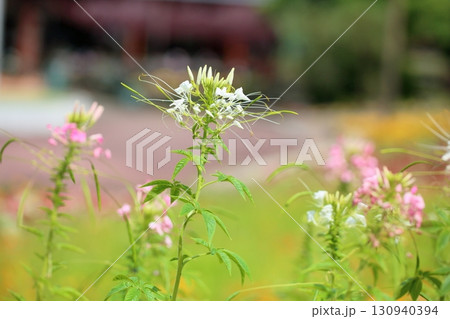 爽やか クレオメの花 爽やか クレオメの花 130940394