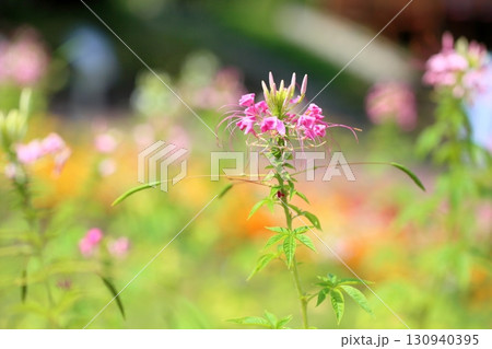 爽やか　クレオメの花 130940395