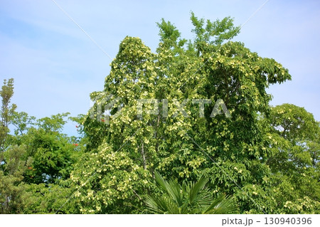 ウンナンヤマボウシの花 ウンナンヤマボウシの花 130940396