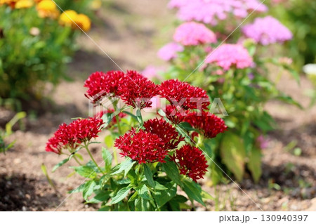 可愛い　ペンタスの花 130940397