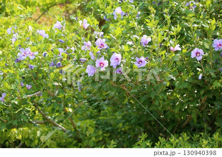 爽やか　ムクゲの花 130940398
