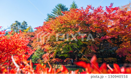 軽井沢・雲場池（秋） 130940558