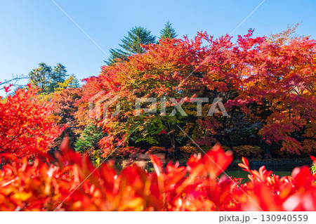 軽井沢・雲場池(秋) 軽井沢・雲場池(秋) 130940559