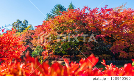 軽井沢・雲場池（秋） 130940560