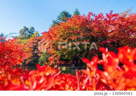軽井沢・雲場池（秋） 130940561