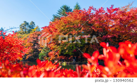 軽井沢・雲場池（秋） 130940562