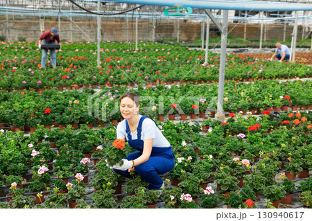 Middle aged woman worker sitting down holding a pot of geranium in greenhouse Middle aged woman worker sitting down holding a pot of geranium in greenhouse 130940617