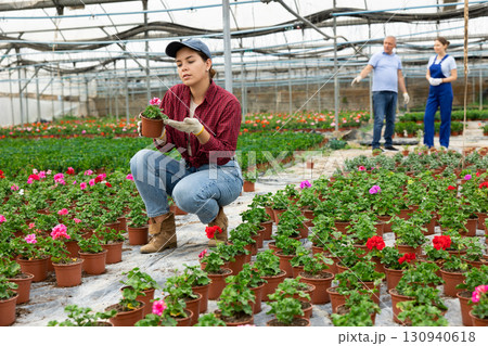 Young woman worker sitting down and looking to the pot of geranium flower in greenhouse Young woman worker sitting down and looking to the pot of geranium flower in greenhouse 130940618