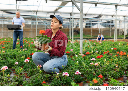 Young woman worker sitting down and looking to the pot of geranium flower in greenhouse Young woman worker sitting down and looking to the pot of geranium flower in greenhouse 130940647