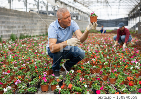Old man florist sitting down and looking to the pot of waller's balsamine in greenhouse 130940659