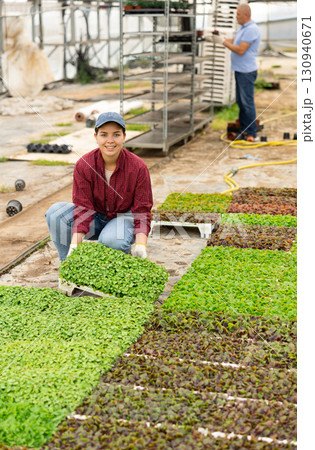 Smiling female gardener swaps pallets with young deren seedlings for full formation of plant. Smiling female gardener swaps pallets with young deren seedlings for full formation of plant. 130940671