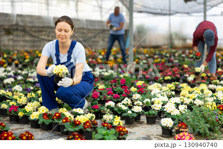Middle aged woman worker sitting down holding a pot of …. flower in greenhouse Middle aged woman worker sitting down holding a pot of …. flower in greenhouse 130940740