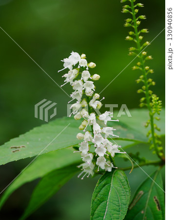 秋の森に咲くシモバシラの花 秋の森に咲くシモバシラの花 130940856