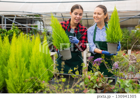 Two experienced female gardener caring for plant Thuja occidentalis in pots in glasshouse 130941305