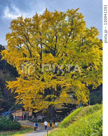 紅葉したイチョウと古民家 130941391