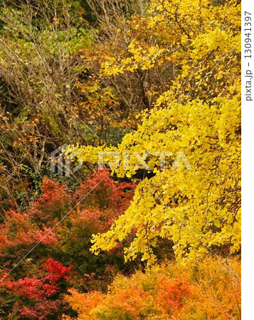 鮮やかな紅葉 130941397