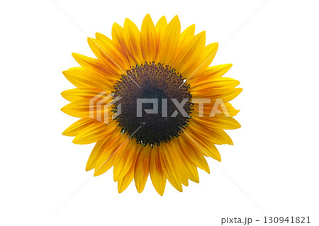 Ripe sunflower 130941821