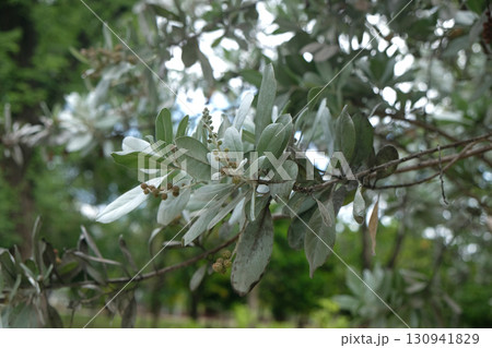 Conocarpus erectus plant 130941829