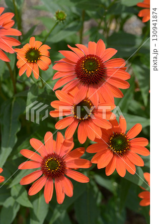 バレンギク 130941874