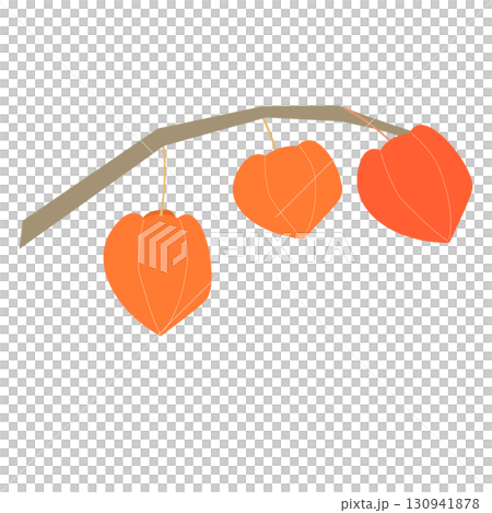 酸漿果實的插圖 130941878