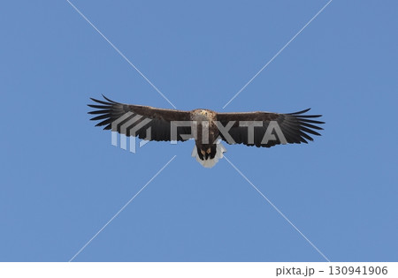上空を飛ぶオジロワシ 130941906