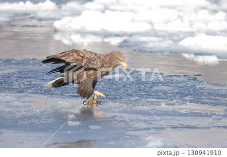 流氷の上を歩くオジロワシ 流氷の上を歩くオジロワシ 130941910