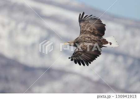 飛翔するオジロワシ 飛翔するオジロワシ 130941913