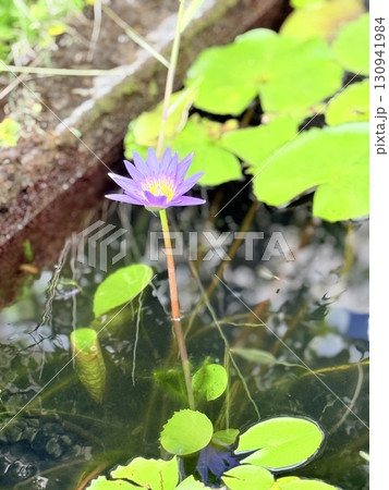 小さい蓮の花 130941984