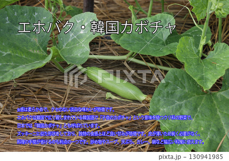 エホバク、韓国カボチャ説明書きポップ エホバク、韓国カボチャ説明書きポップ 130941985