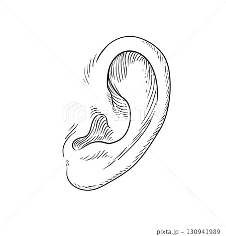 human ear sketch detailed anatomical drawing human ear sketch detailed anatomical drawing 130941989