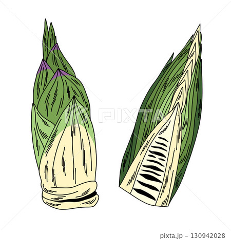 Raw unpeeled bamboo shoots for cooking in doodle style on white whole and in section. Raw unpeeled bamboo shoots for cooking in doodle style on white whole and in section. 130942028