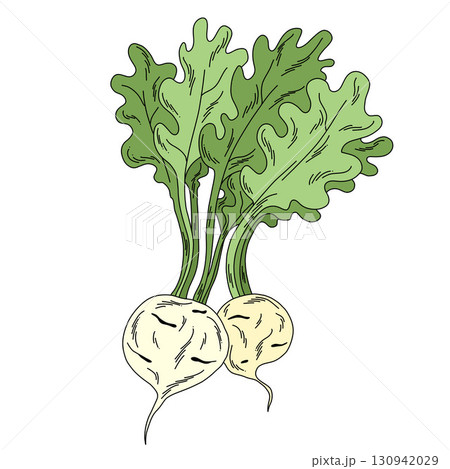 Illustration of bunch of daikon with stems and leaves isolated on white background 130942029