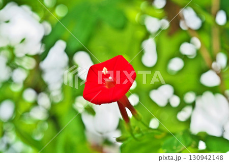 赤いハゴロモルコウソウの花（秋、九月） 130942148